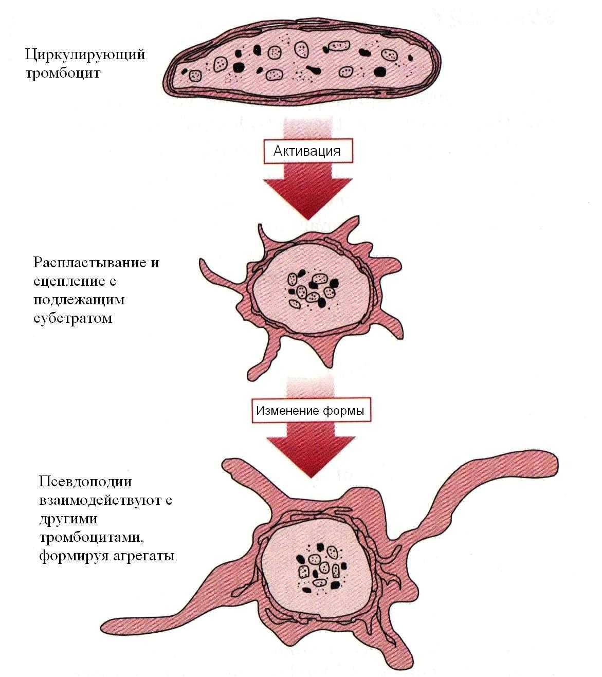 схема образования тромбоцитов